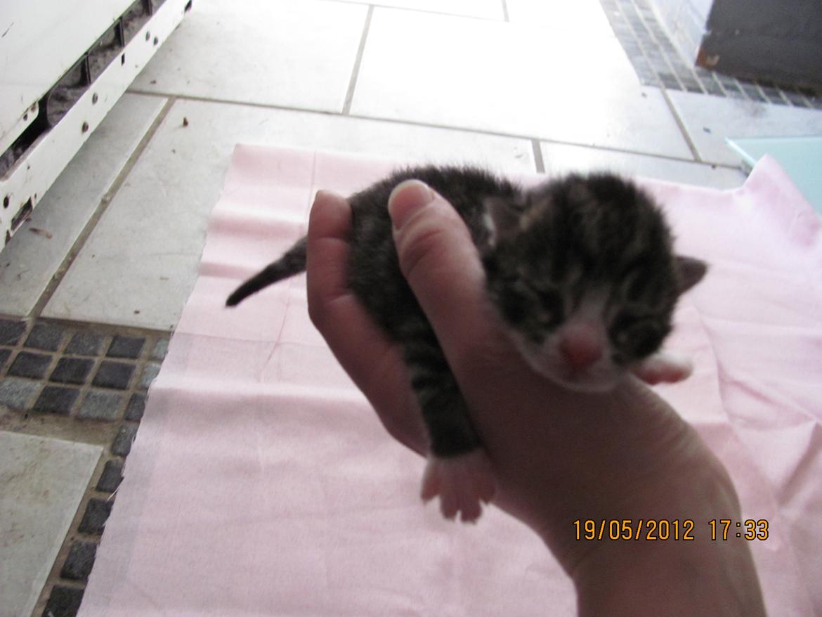 Huskat William billede 5