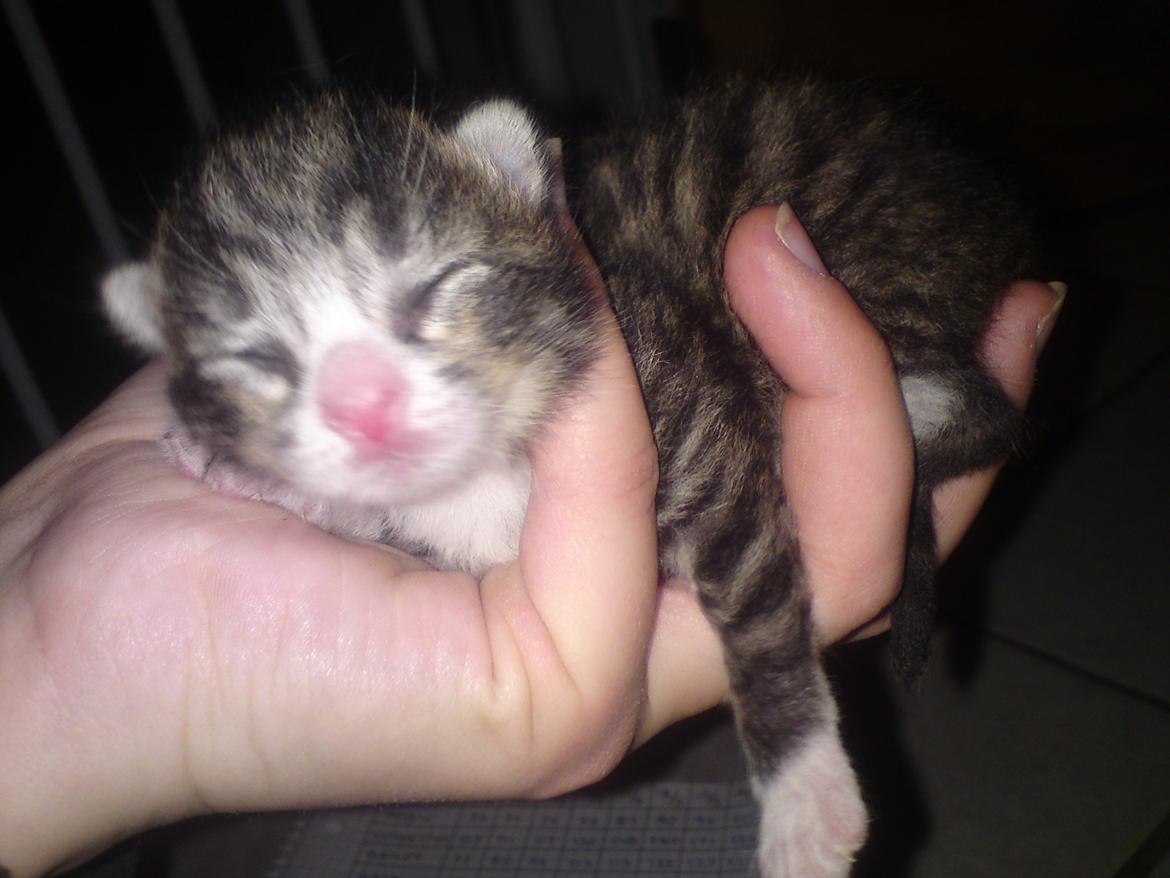 Huskat William - 20-5-12 billede 6