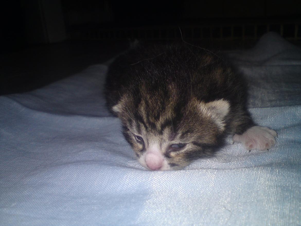 Huskat William - 26-5-12 billede 7