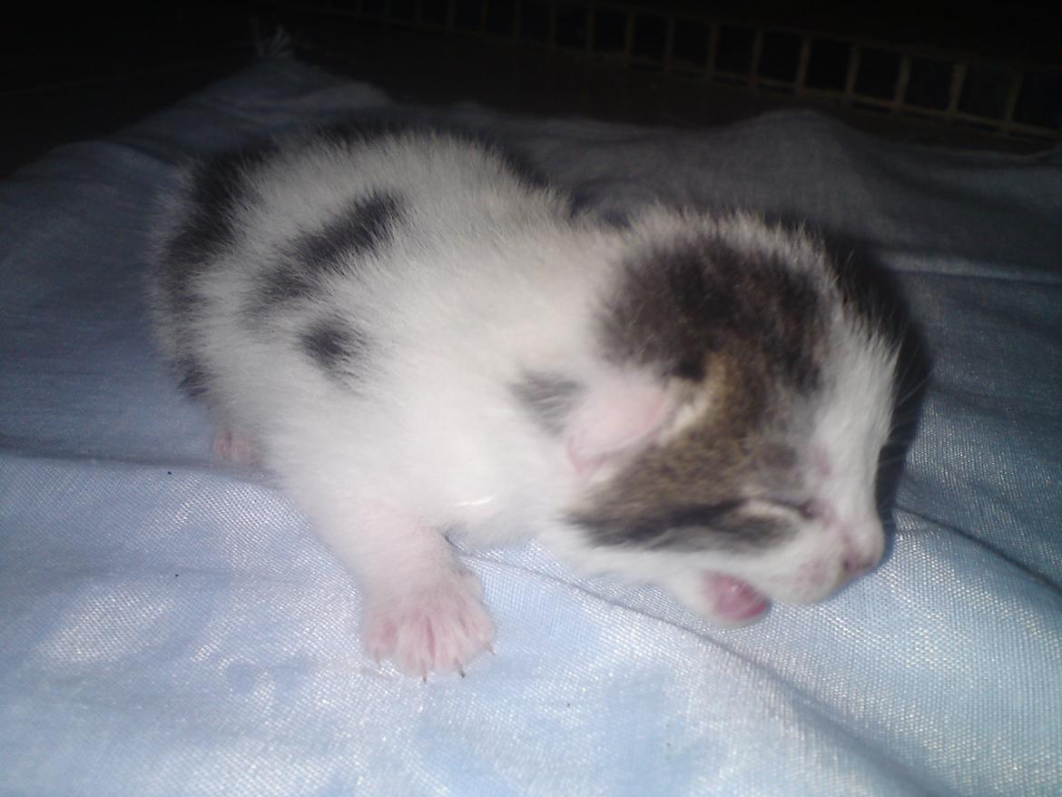 Huskat Leopold - 26-5-12 billede 2