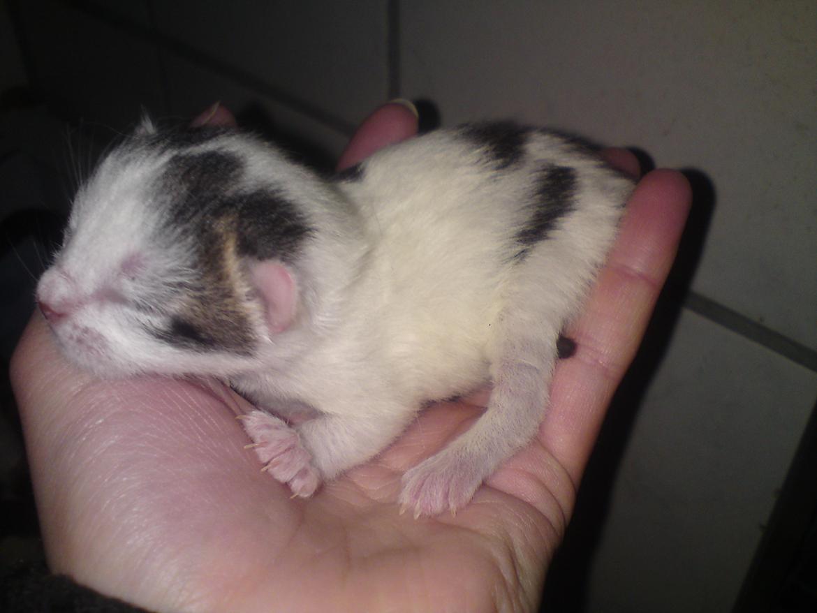 Huskat Leopold - 16-5-12 billede 3
