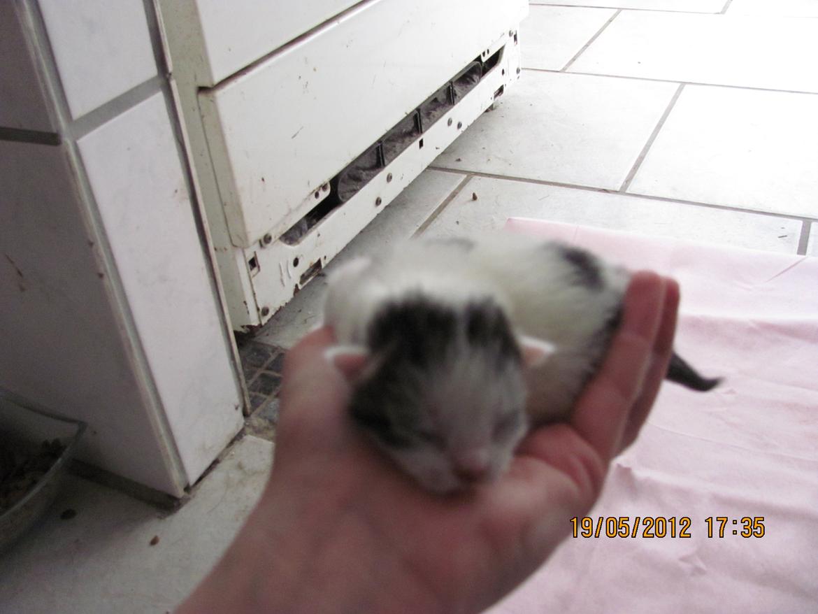Huskat Leopold billede 5