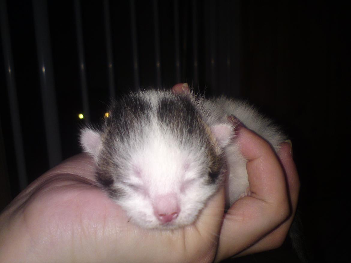 Huskat Leopold - 20-5-12 billede 6