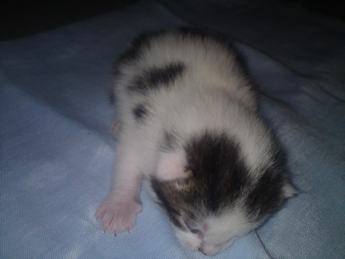 Huskat Leopold - 26-5-12 billede 8