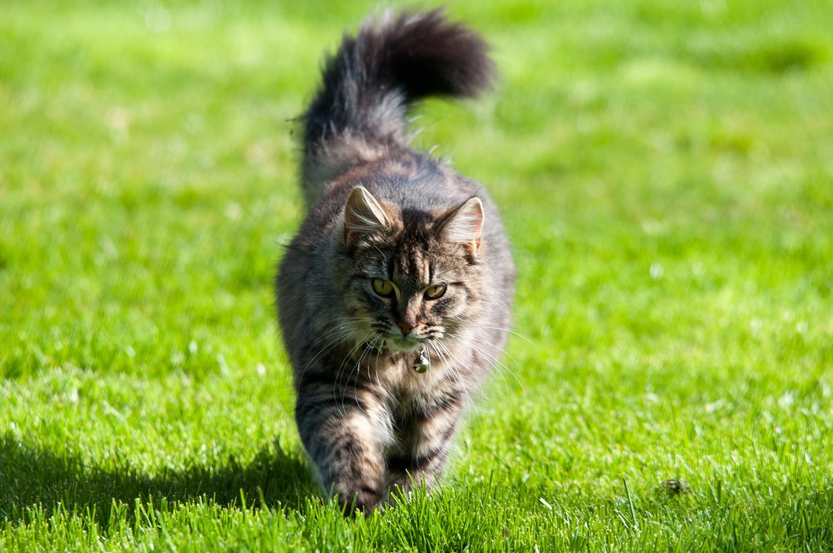 Maine Coon | Luna [R.I.P] - Nyder vejret med et kuld killinger i mavsen! billede 2