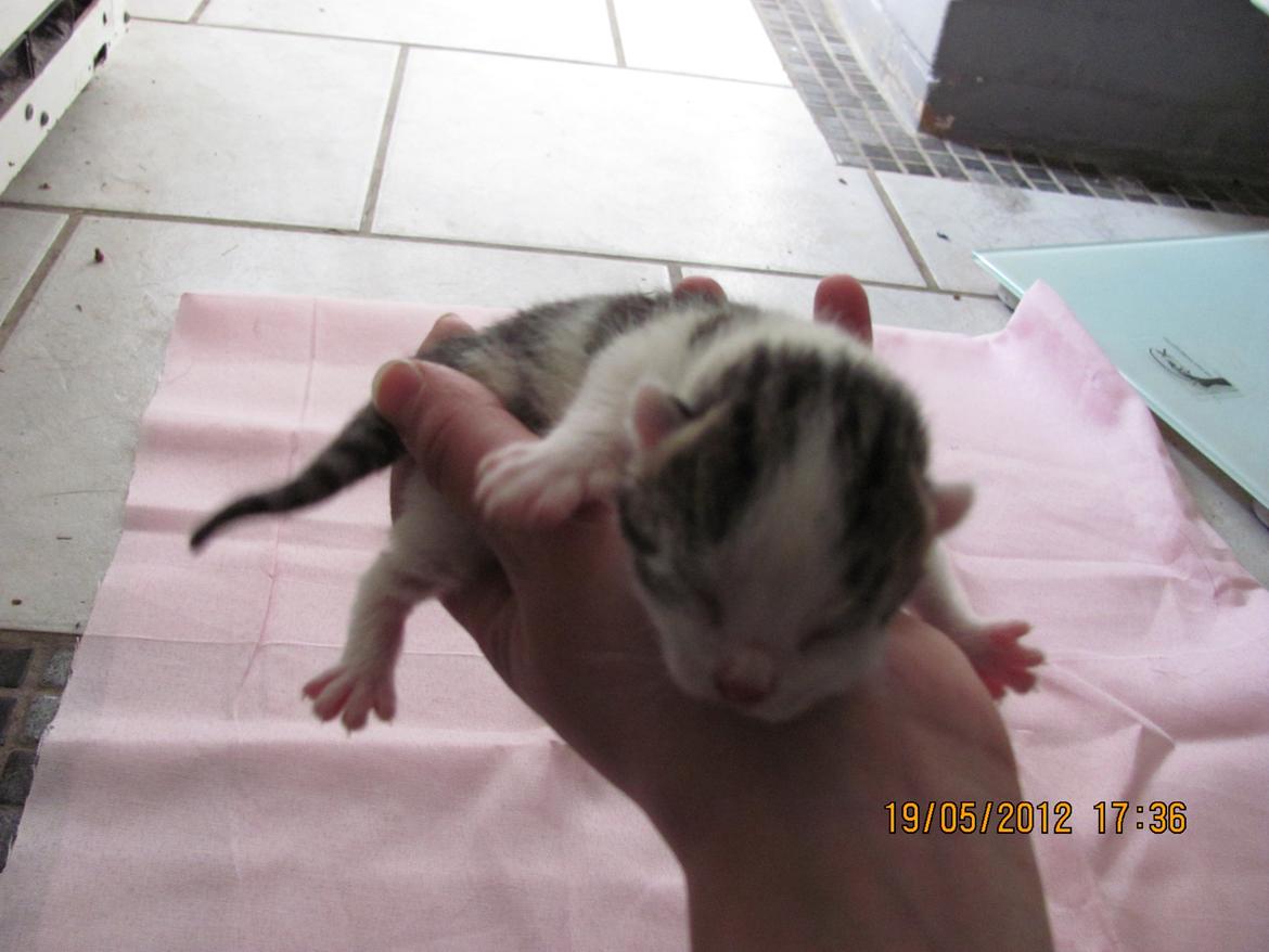 Huskat Uno billede 5