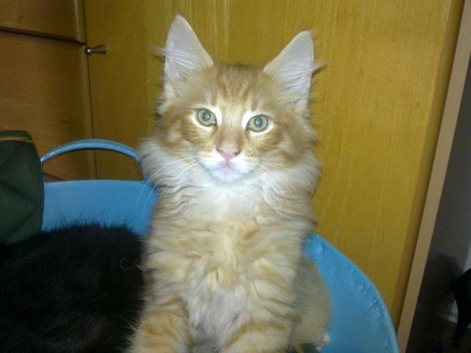 Maine Coon Charlie billede 1