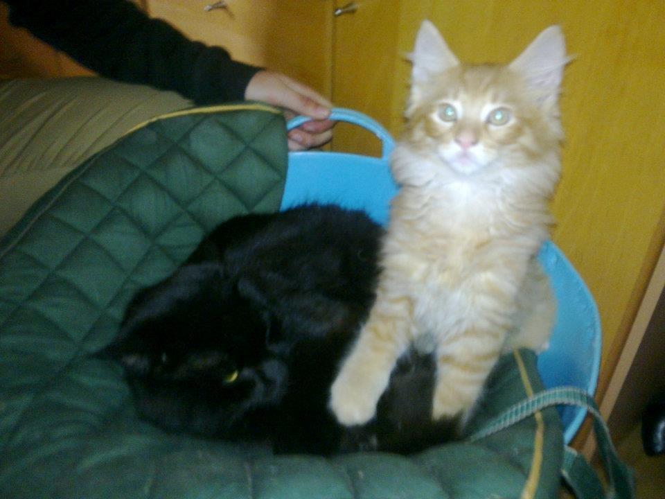 Maine Coon Charlie billede 2