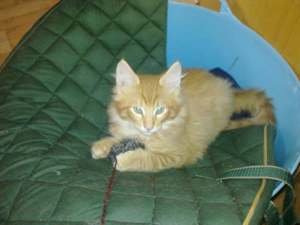 Maine Coon Charlie billede 3