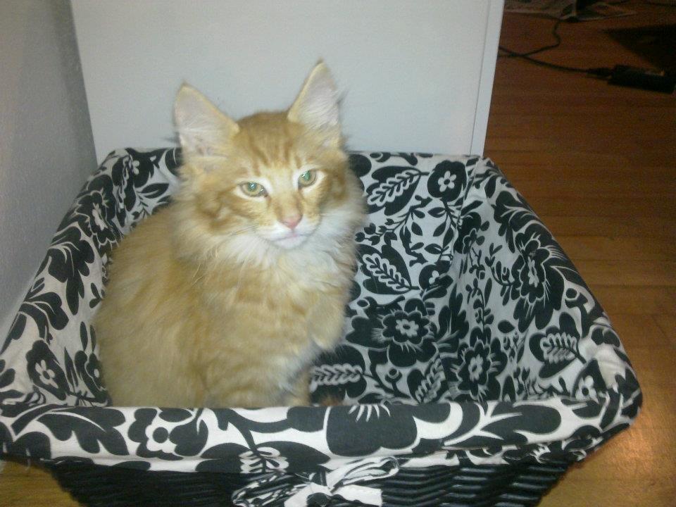 Maine Coon Charlie billede 4