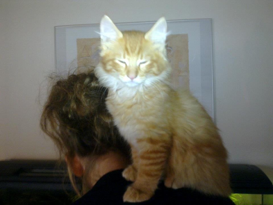 Maine Coon Charlie billede 5