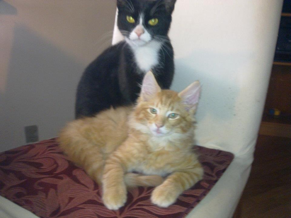 Maine Coon Charlie billede 6