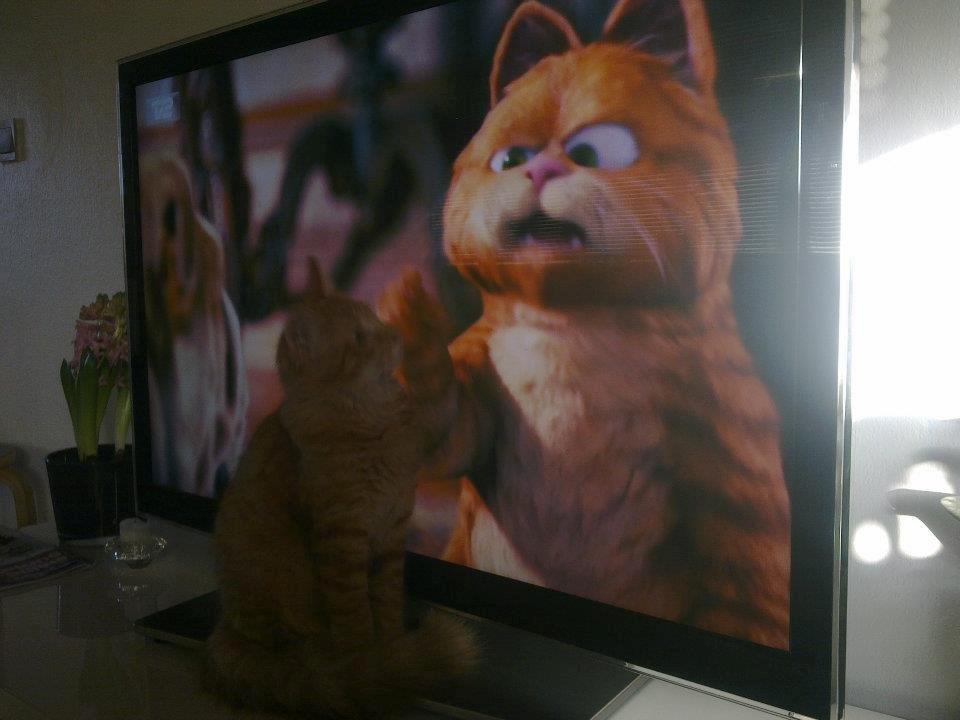 Maine Coon Charlie - Nu skal jeg fortælle dig hvordan man er en rigtig kat!  billede 7