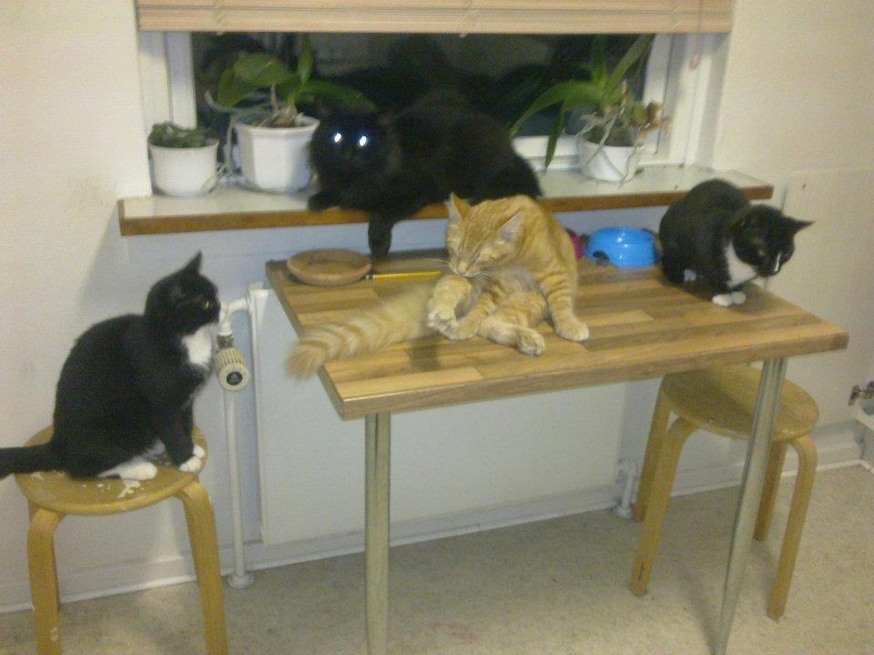 Maine Coon Charlie - Mine kammerater billede 8