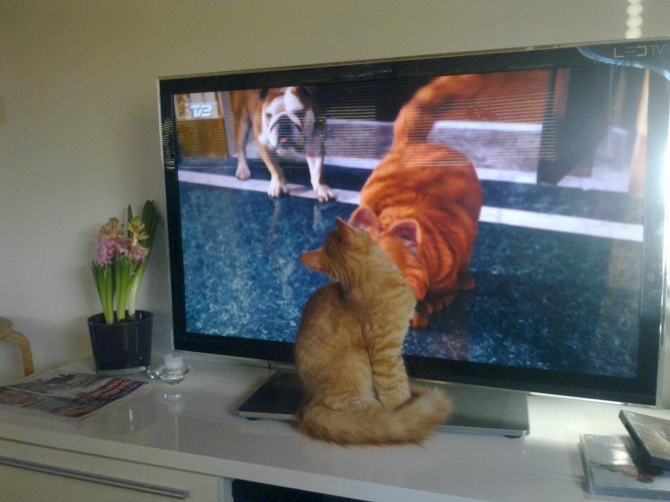 Maine Coon Charlie billede 9