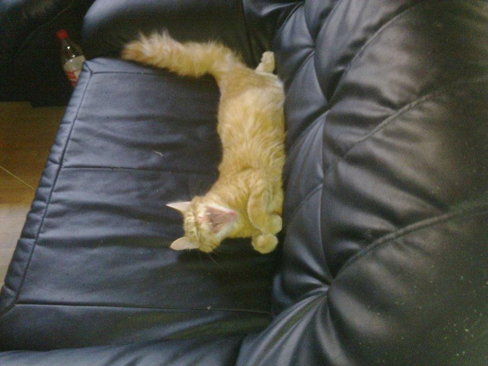 Maine Coon Charlie billede 10