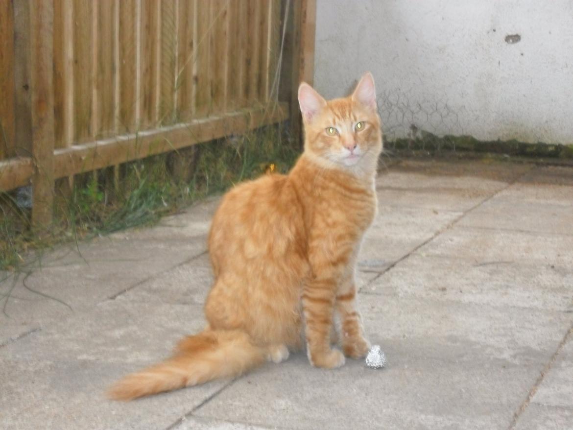 Maine Coon Charlie billede 11