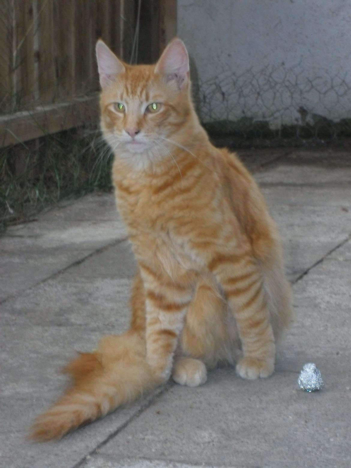 Maine Coon Charlie billede 12