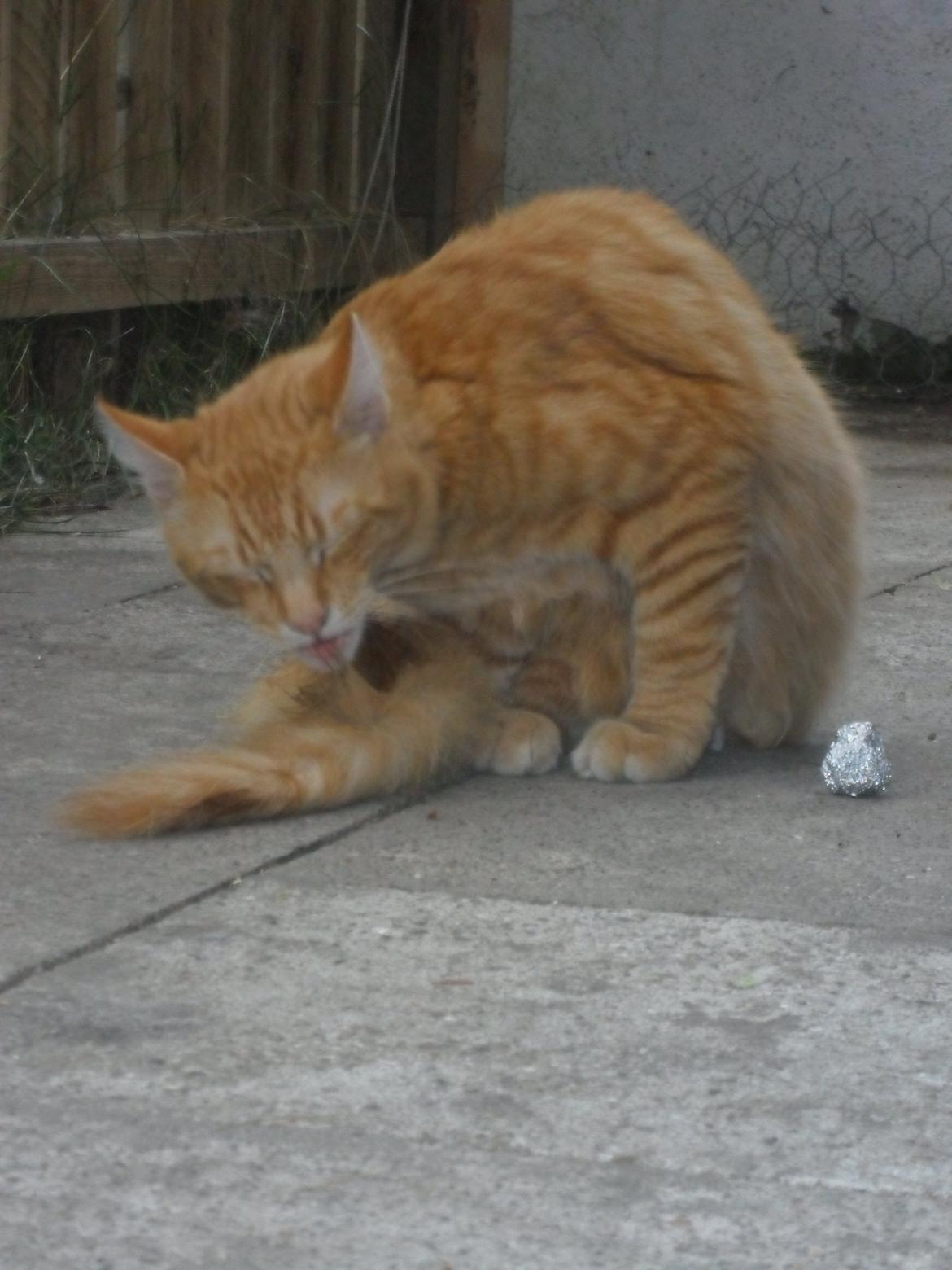 Maine Coon Charlie billede 13
