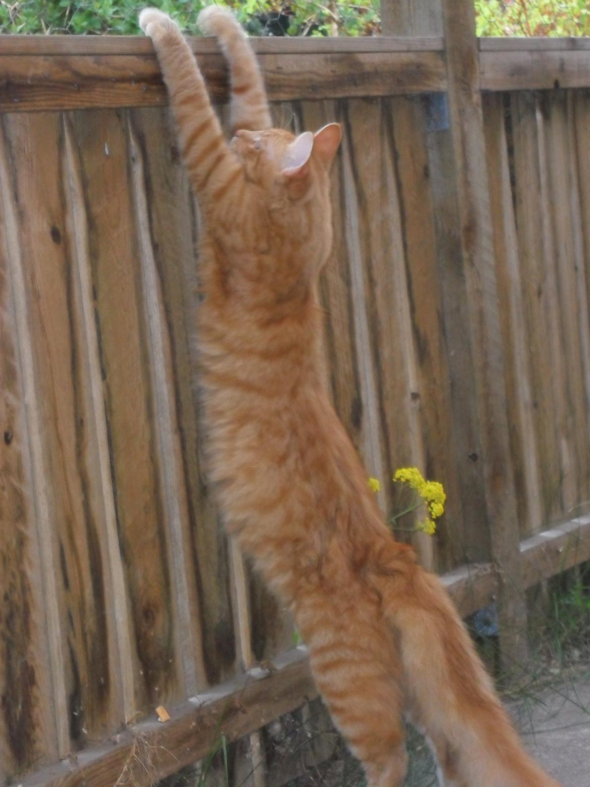 Maine Coon Charlie billede 14