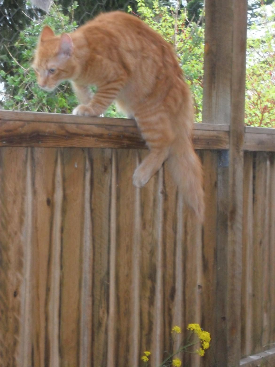 Maine Coon Charlie billede 15
