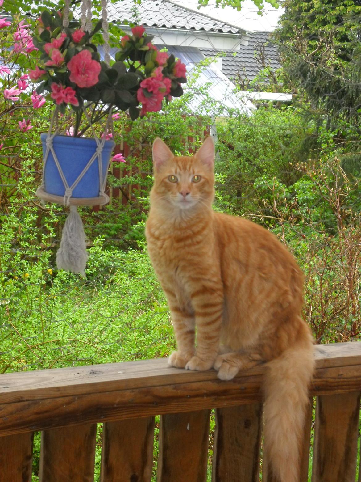 Maine Coon Charlie billede 16