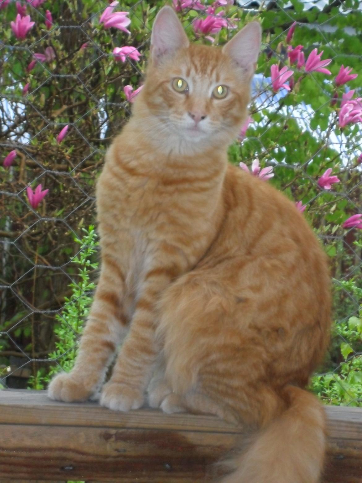 Maine Coon Charlie billede 17