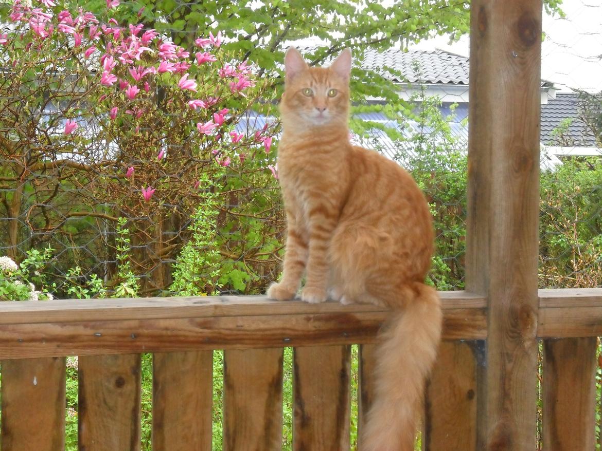 Maine Coon Charlie billede 18