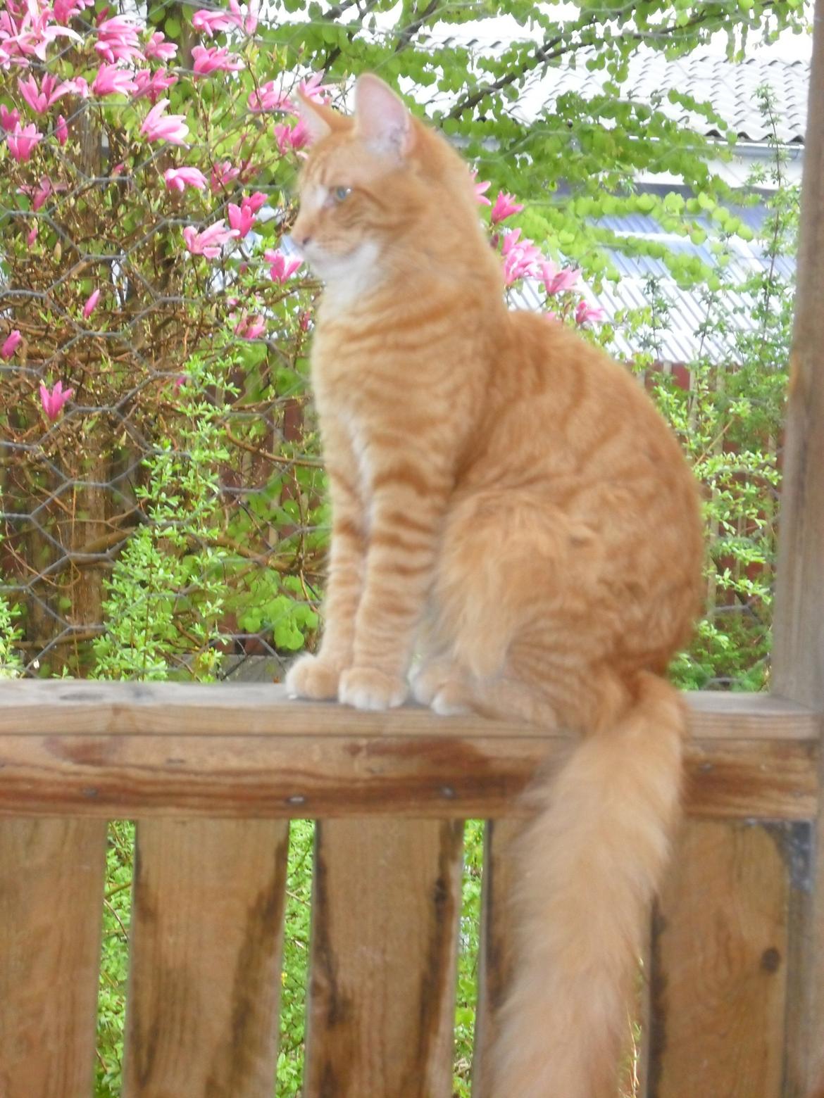 Maine Coon Charlie billede 19