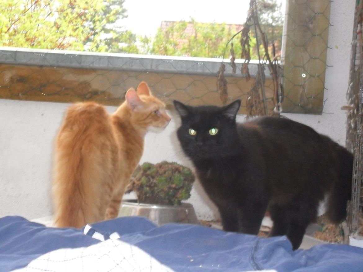 Maine Coon Charlie - Min ven Bjørn billede 20