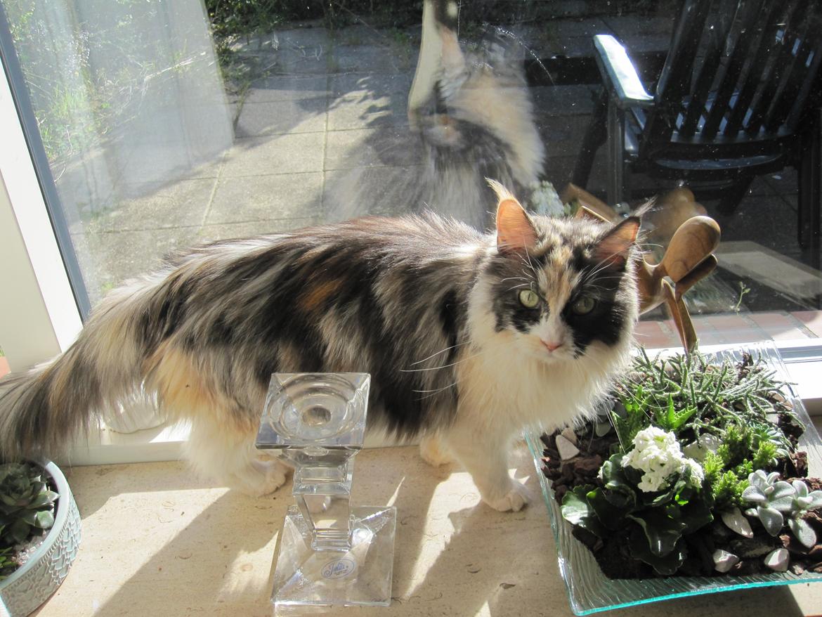 Maine Coon minnie billede 10