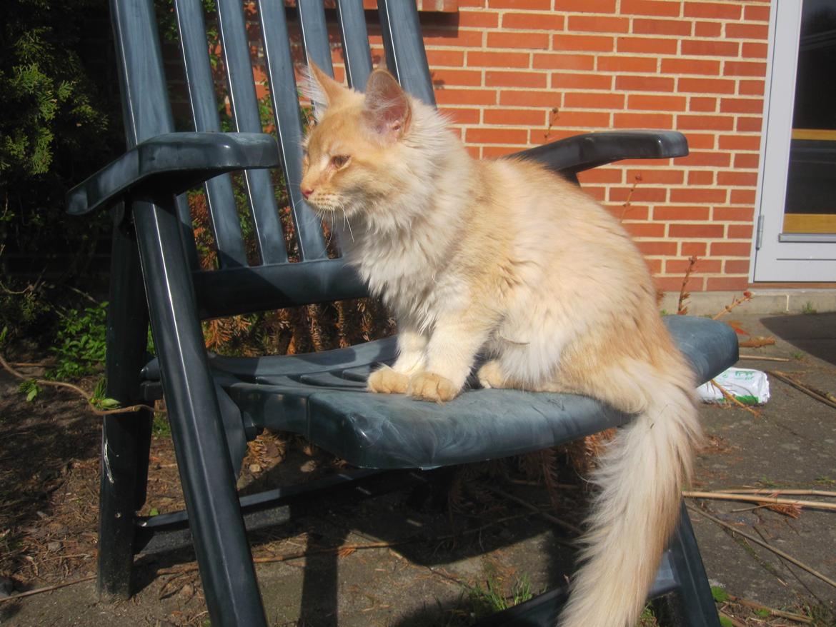 Maine Coon Oliver billede 3