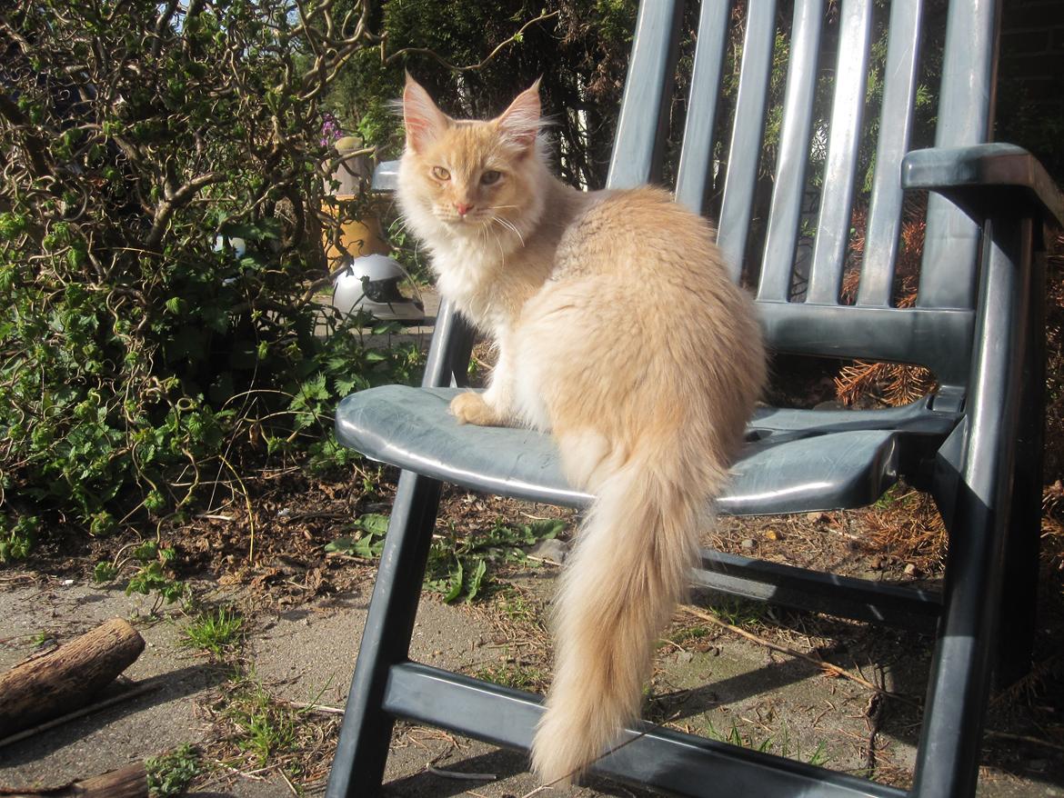 Maine Coon Oliver billede 4