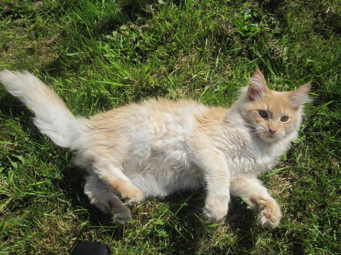 Maine Coon Oliver billede 5