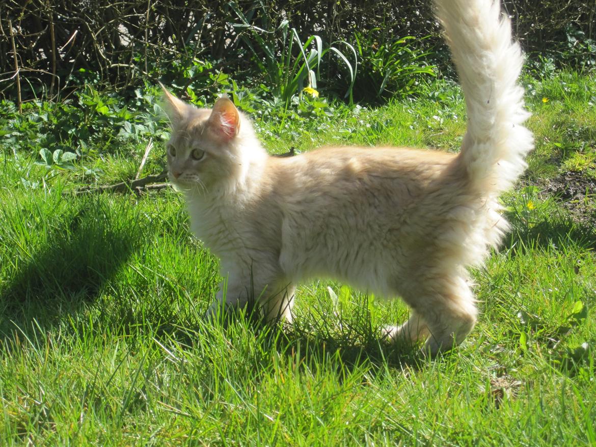 Maine Coon Oliver billede 6