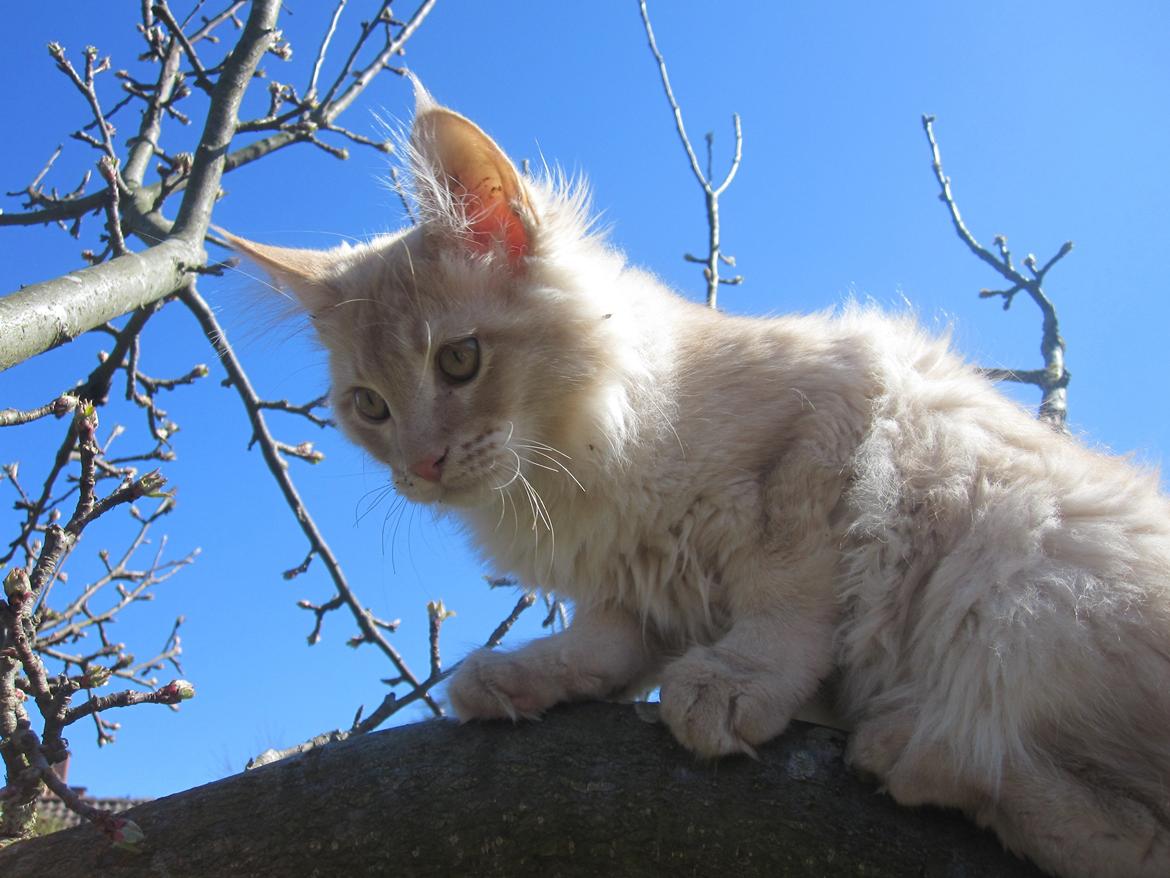 Maine Coon Oliver billede 8