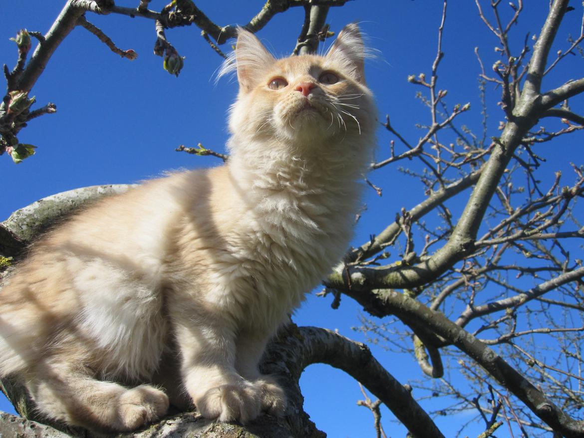 Maine Coon Oliver billede 9