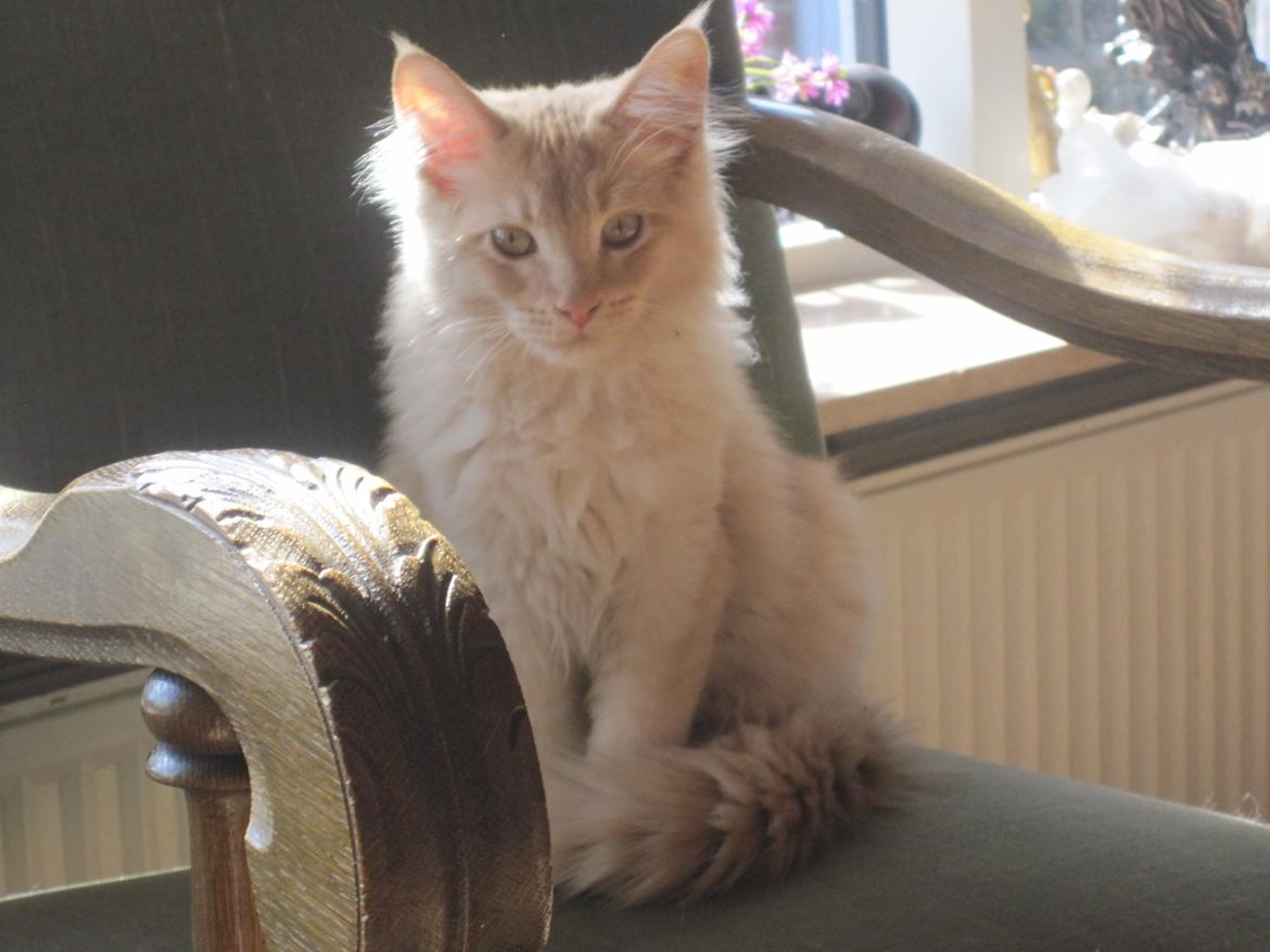 Maine Coon Oliver billede 10