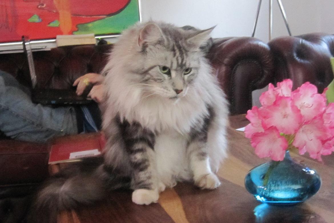 Maine Coon barco billede 1