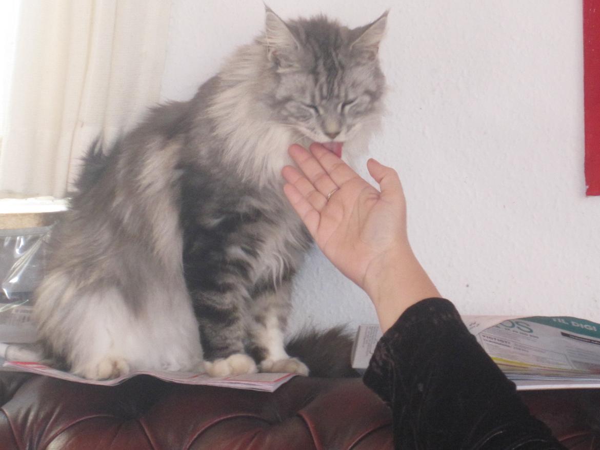 Maine Coon barco billede 2