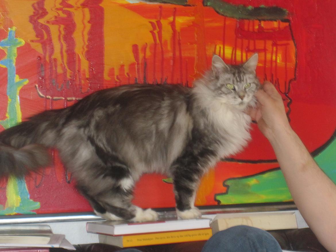 Maine Coon barco billede 3