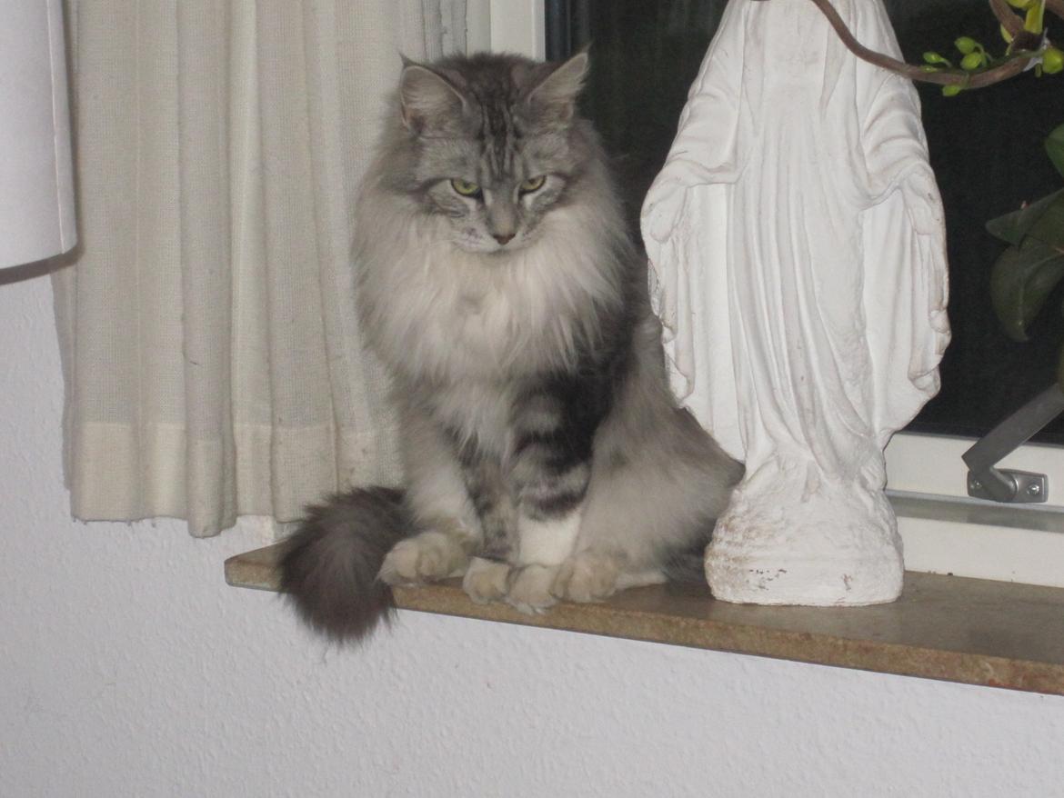 Maine Coon barco billede 4