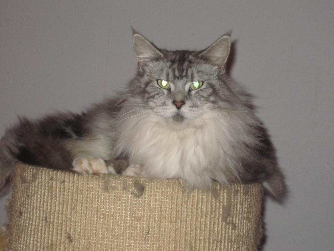 Maine Coon barco billede 5