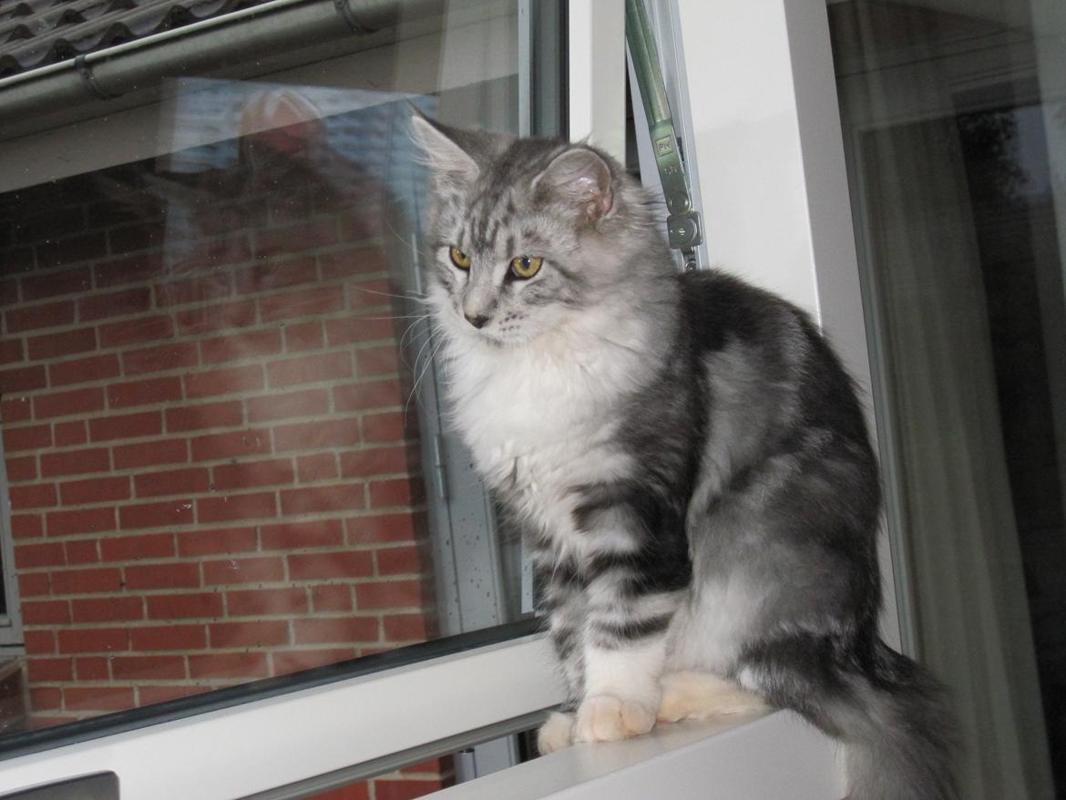 Maine Coon barco - da barco var lille billede 6