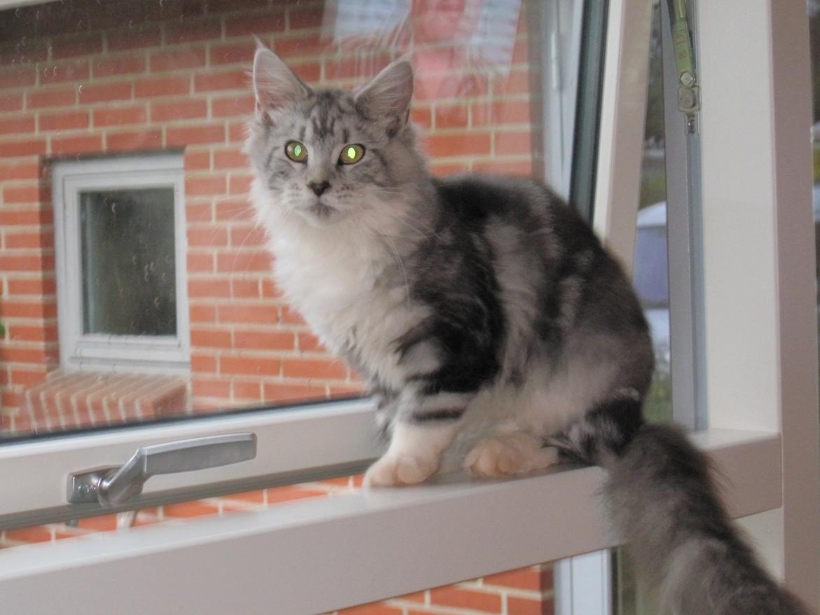 Maine Coon barco - da barco var lille billede 7