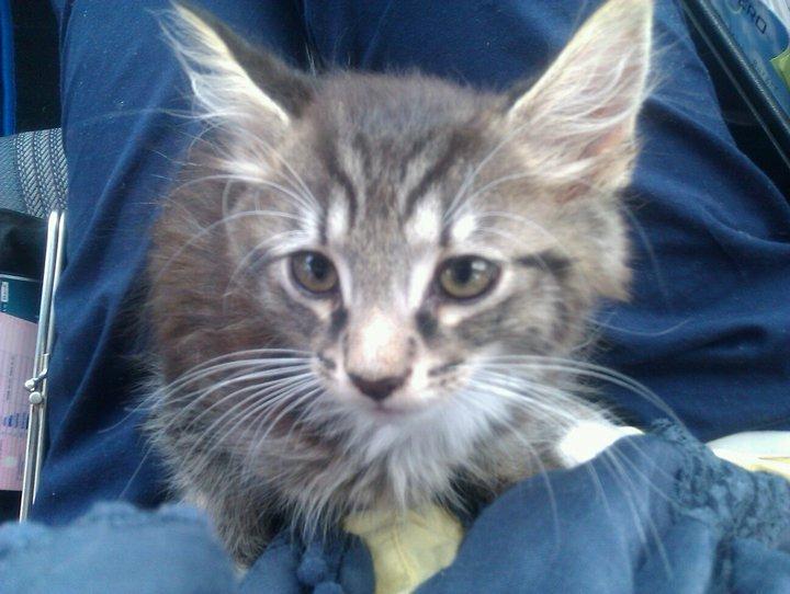 Blanding af racer William billede 1