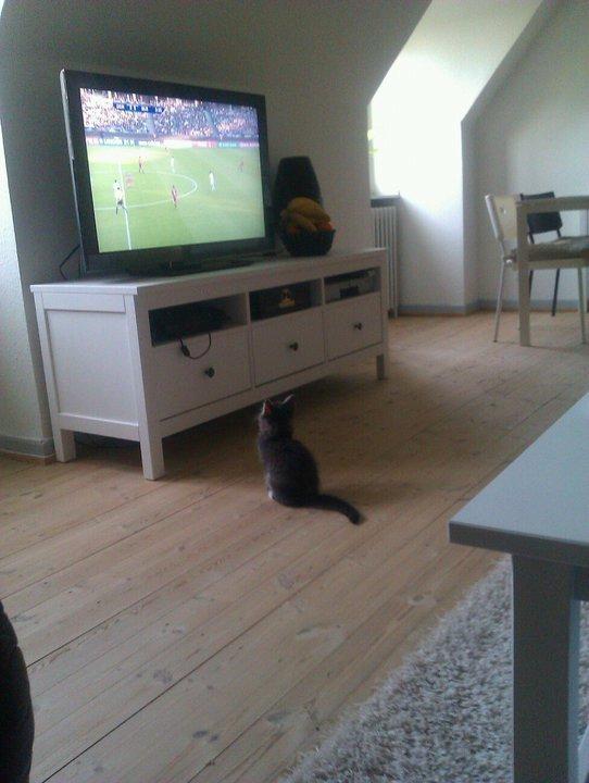 Blanding af racer William billede 2