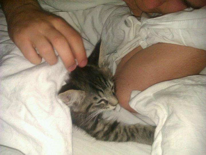 Blanding af racer William billede 3