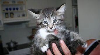 Blanding af racer William billede 4