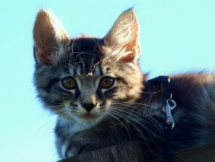 Blanding af racer William billede 5